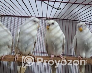 fitted-63_2025-11-10_21-44-58