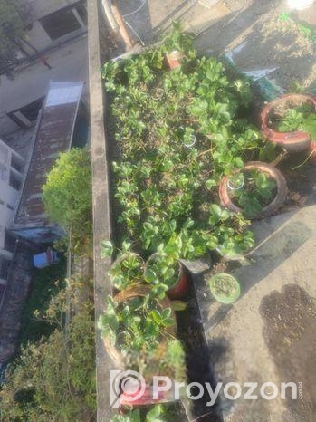 স্ট্রবেরি গাছে চারা, জাত রাবি 3