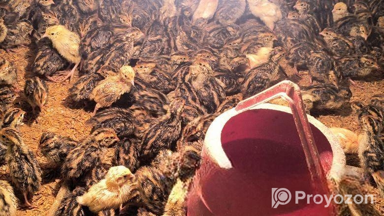 7 দিন বয়সের কোয়েল পাখি বাচ্চা বিক্রি করা হবে