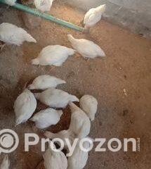 fitted-63_2025-11-29_10-39-25