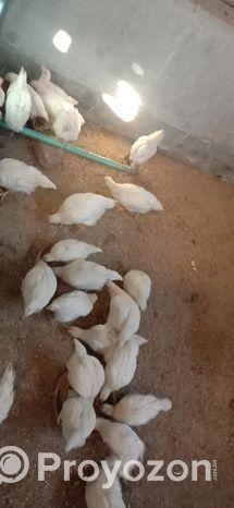 সাদা লেয়ার মুরগি বিক্রি করা হবে