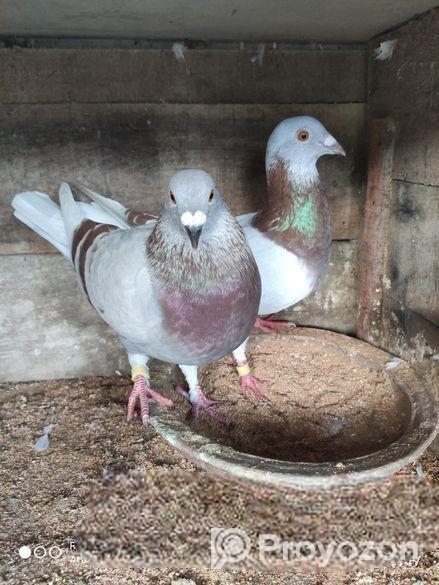 রানিং মিলি রেসার