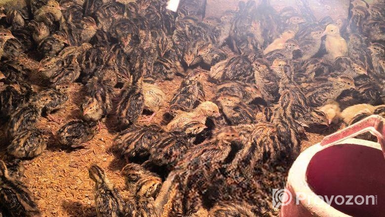 7 দিন বয়সের কোয়েল পাখি বাচ্চা বিক্রি করা হবে