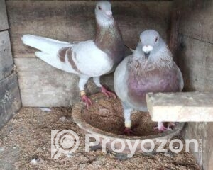 fitted-65_2025-11-02_11-16-36