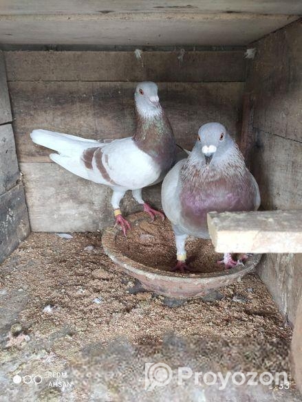 রানিং মিলি রেসার