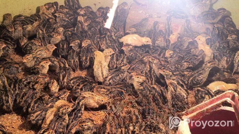 7 দিন বয়সের কোয়েল পাখি বাচ্চা বিক্রি করা হবে