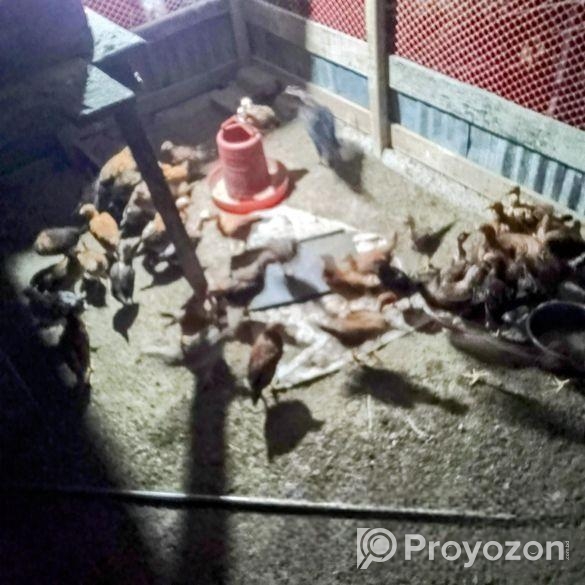 Dashi Murgir Bacca 1.15 Mash Boishi Kaw Nila Inbox Korun