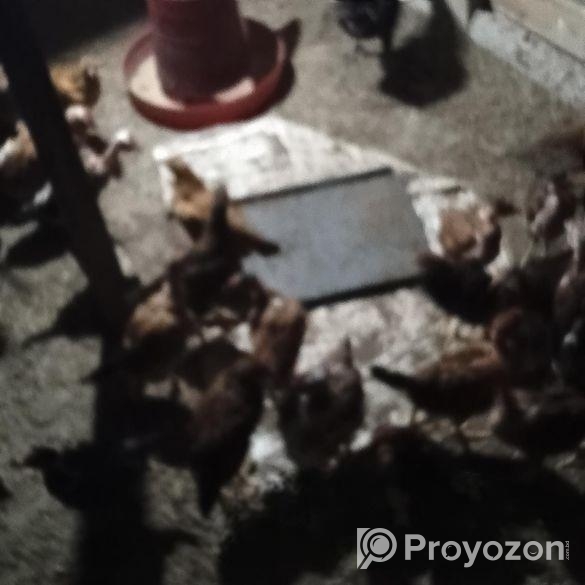 Dashi Murgir Bacca 1.15 Mash Boishi Kaw Nila Inbox Korun