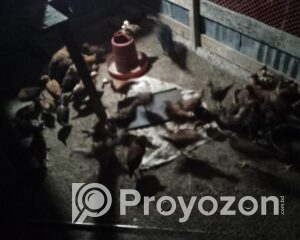 fitted-68_2025-11-02_11-27-38