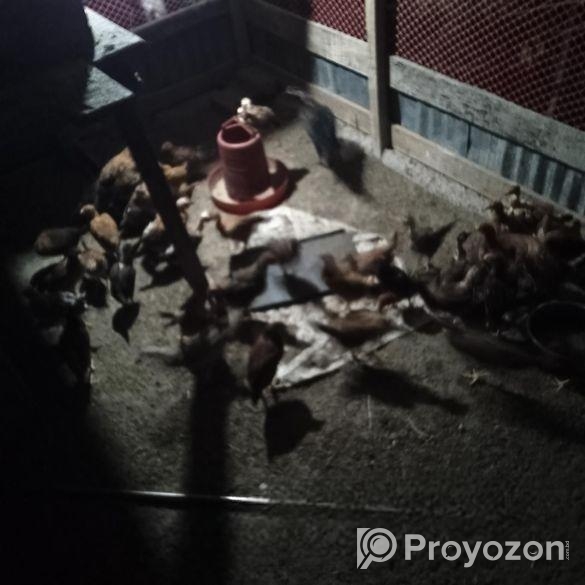 Dashi Murgir Bacca 1.15 Mash Boishi Kaw Nila Inbox Korun