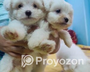 fitted-68_2025-11-04_11-08-17