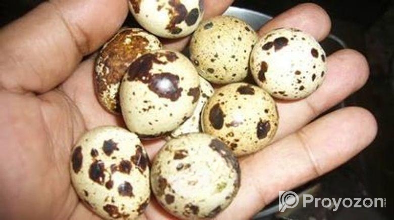 ১০০% জাপানি জাতের কোয়েল পাখির বিজ ডিম হাতবদল হবে