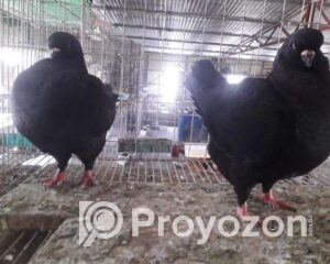 fitted-6_2025-11-02_10-18-27