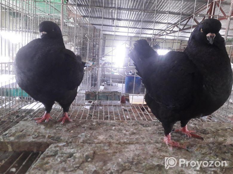 কালো সোকিং রানিং পেয়ার