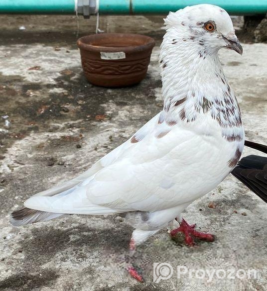 কবুতর বিক্রি হবে।