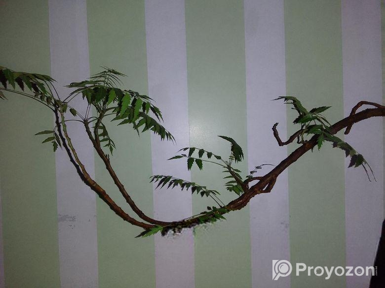 নিম গাছের বনসাই