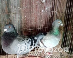 fitted-6_2025-11-10_09-24-05