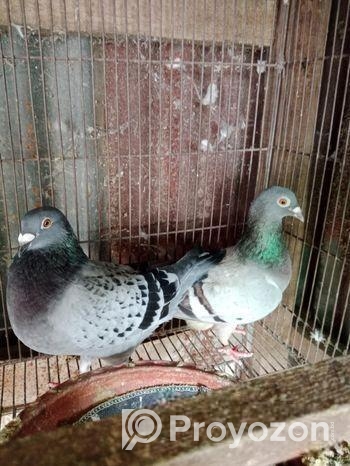 রেচার কবুতর বিক্রি