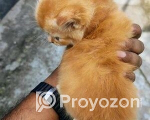 fitted-6_2025-11-15_09-26-29