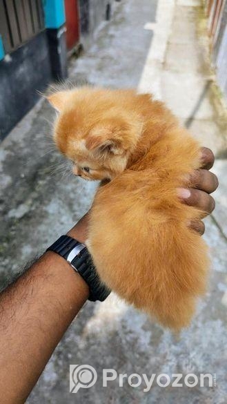 পার্সিয়ান বিড়ালের বাচ্চা