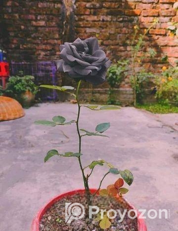 কালো গোলাপ ফুলের বীজ—এবার আপনার বাগানেও