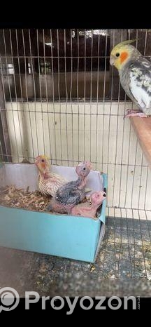 ককাটেল পাখির বাচ্চা