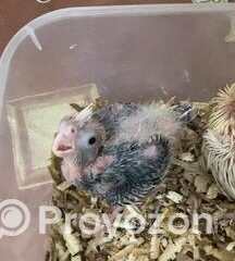 fitted-73_2025-11-03_12-41-01