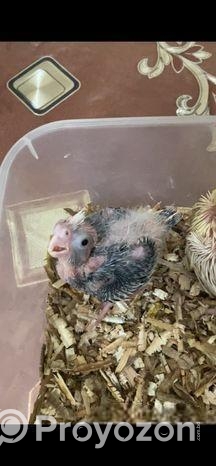 ককাটেল পাখির বাচ্চা