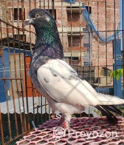 হাই ফ্লাই কবুতর