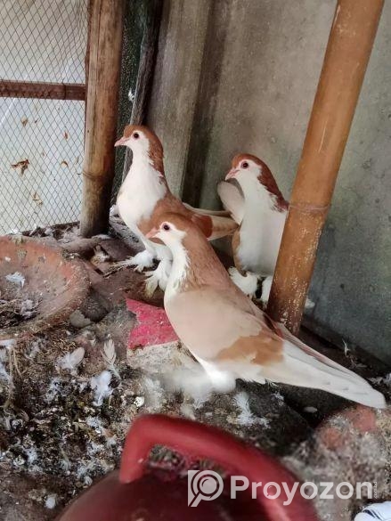 কবুতর বিক্রি হবে