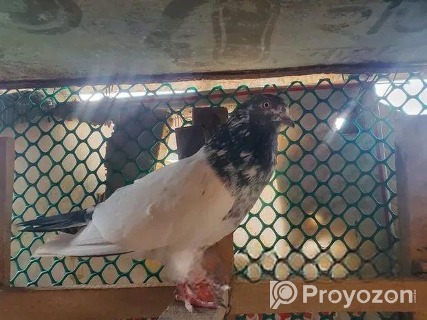 হাই ফ্লাই কবুতর