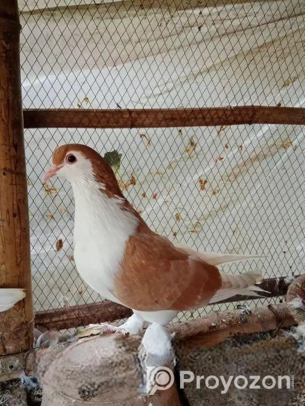 কবুতর বিক্রি হবে