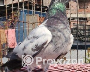 fitted-75_2025-11-09_11-20-38