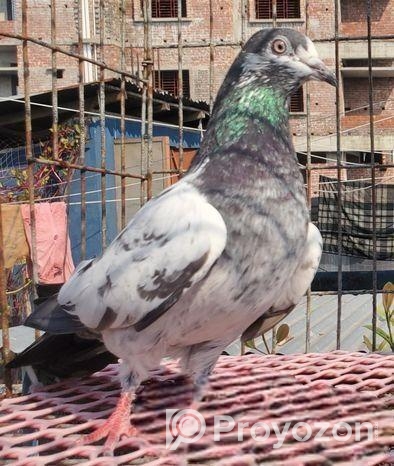 হাই ফ্লাই কবুতর