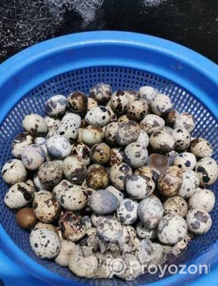 ১০০% জাপানি জাতের কোয়েল পাখির বিজ ডিম হাতবদল হবে