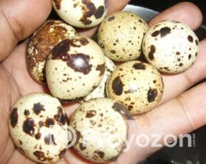 fitted-77_2025-11-04_09-54-05