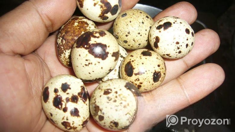 ১০০% জাপানি জাতের কোয়েল পাখির বিজ ডিম হাতবদল হবে