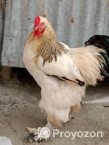 ব্রাহমা মোরগ