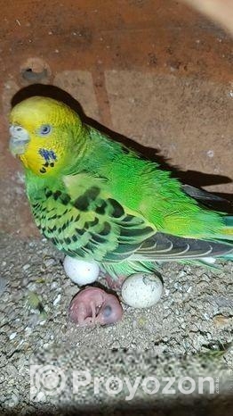 বাজরিগার বাচ্চা সহ জুড়া