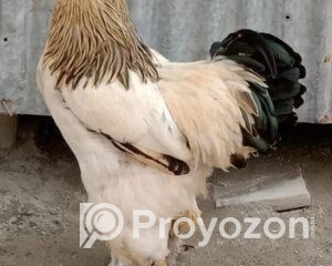 fitted-78_2025-11-09_11-23-29