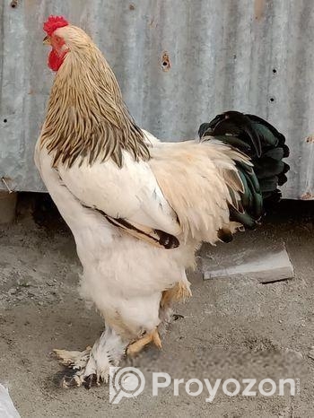 ব্রাহমা মোরগ