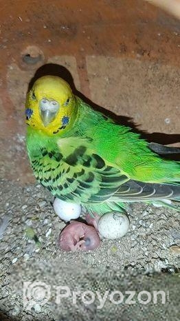 বাজরিগার বাচ্চা সহ জুড়া