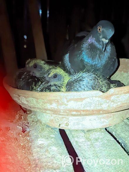 “৬ মাস বয়সী সুন্দর রেন্সার কবুতর বিক্রি হবে – নড়াইল