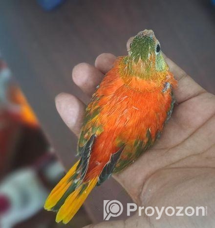 টারকিউজিন পাখি