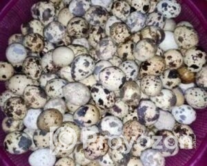 fitted-7_2025-11-01_10-23-28