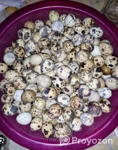 ১০০% জাপানি জাতের কোয়েল পাখির বিজ ডিম হাতবদল হবে