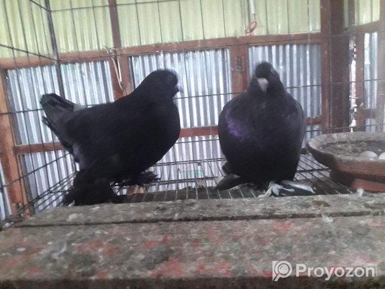 রোমাগনল কবুতর বিক্রি