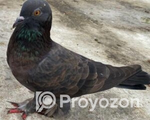 fitted-7_2025-11-06_09-10-31