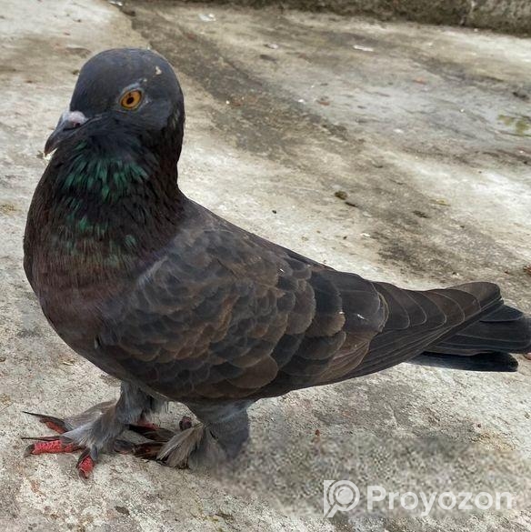 কবুতর বিক্রি হবে।