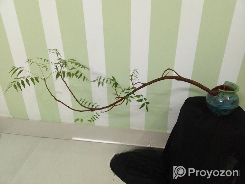 নিম গাছের বনসাই